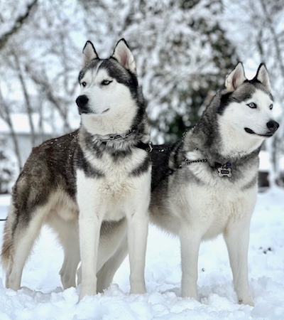 Mojo and Athena Bodner