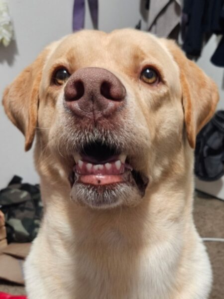 Dogter Lucky