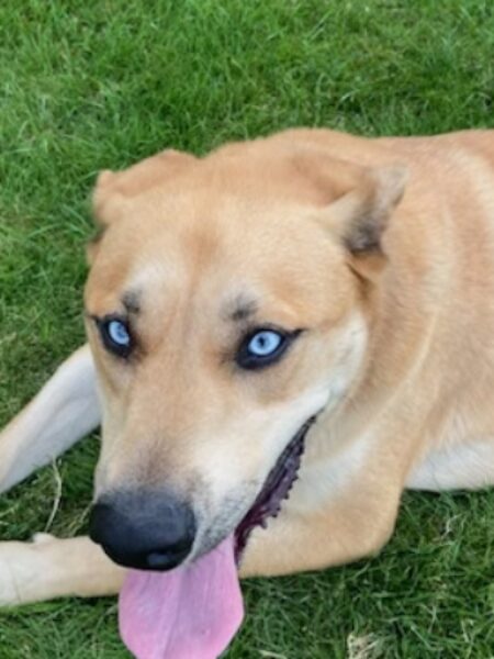 KatieDogter